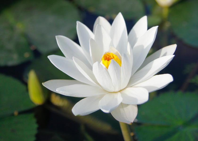 Image for article Роль Minghui