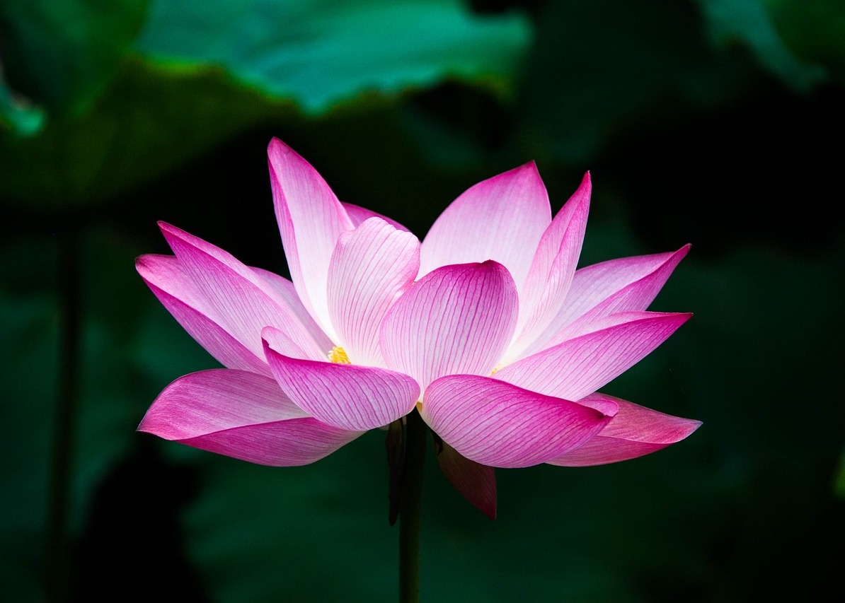 Image for article [Конференція Фа практикувальників Китаю] Важливо ясно розуміти вдосконалення в період Виправлення Закону