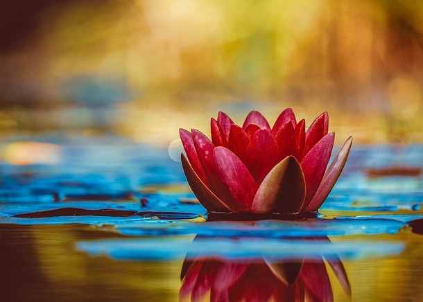 Image for article ​[Конференція Фа практикувальників Китаю] Співпрацюючи зі співучнями, роз'яснювати людям правду про переслідування