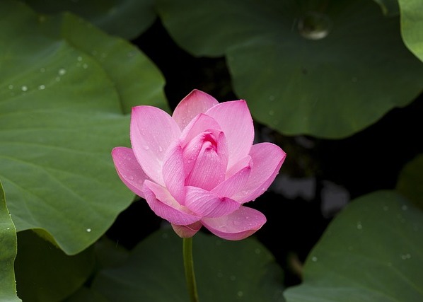 Image for article ​Старанне вдосконалення за Дафа