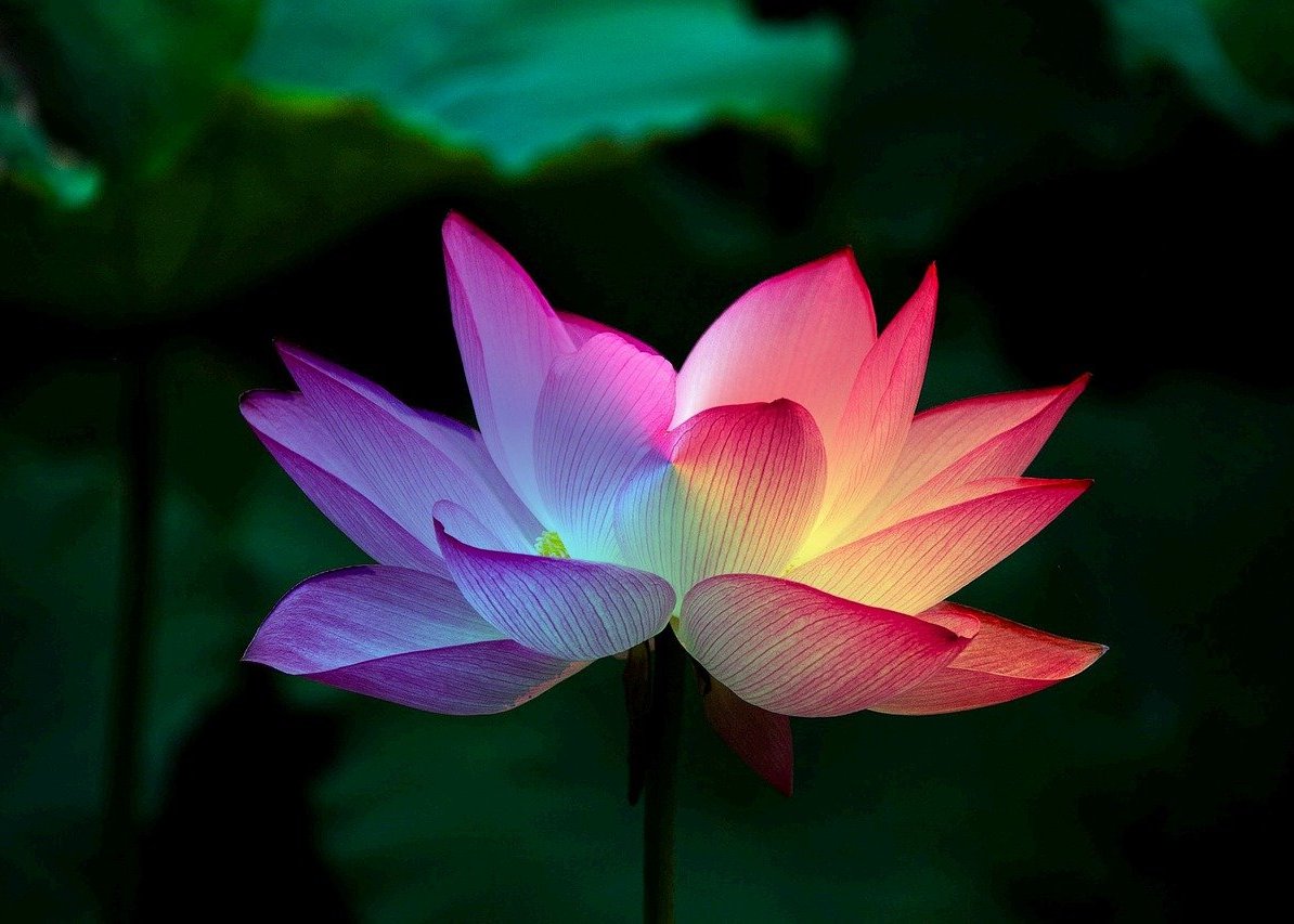 Image for article [Конференція Фа практикувальників Китаю] Чи є щось, від чого ми не можемо відмовитися