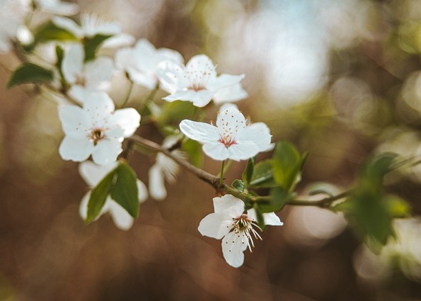 Image for article Учасник курсу лекцій Учителя: подяка за безмежне милосердя Будди