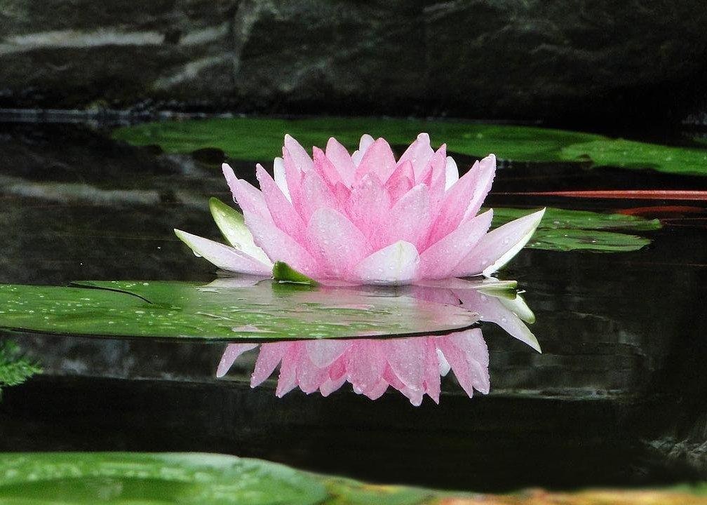 Image for article Подкаст: Золотий Будда (з коментарем Учителя)