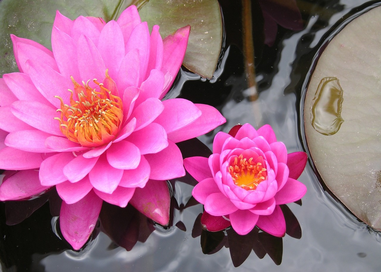 Image for article ​Згадуючи роки, коли в Китаї цвіли «екзотичні чудові квіти»