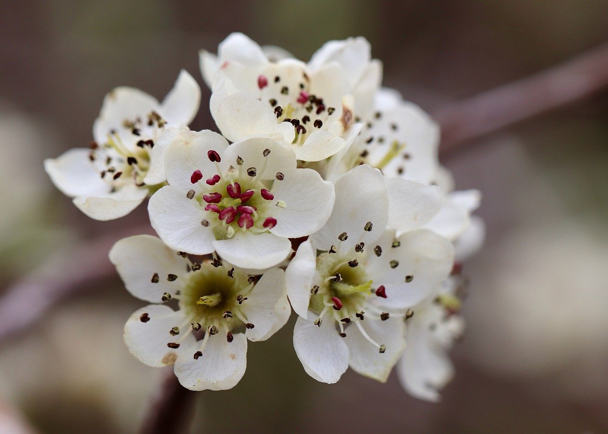 Image for article Викриття містифікації із самоспаленням